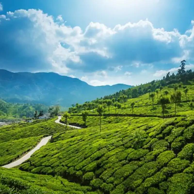 Munnar-800×800
